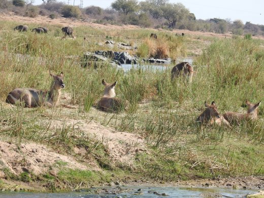 08.29.Waterbuck + Ellies