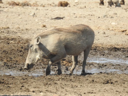08.30.Huge Warthog