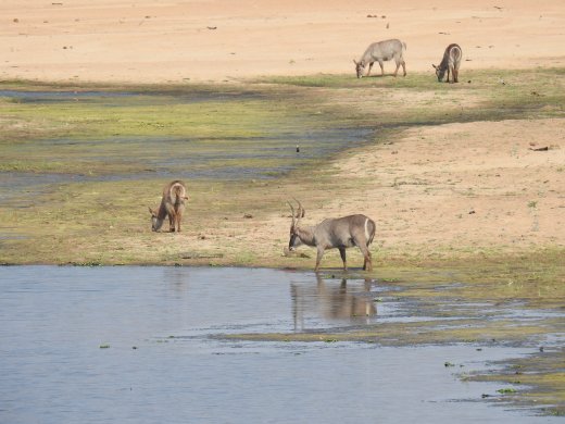 08.30.Waterbuck