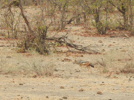 09.03.Black-backed Jackal