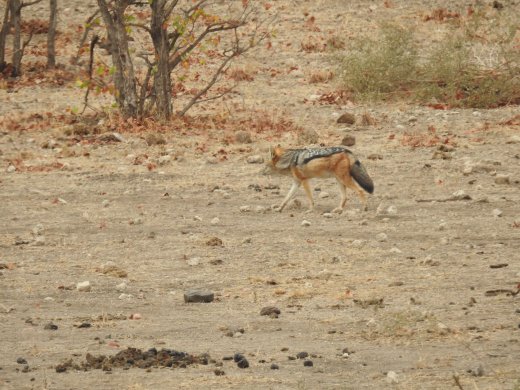 09.03.Black-backed Jackal