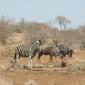 09.04.Zebra+Wildebeest