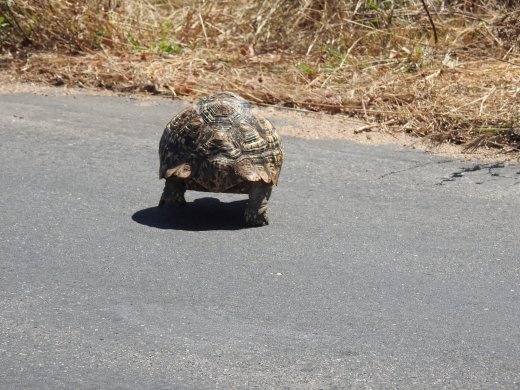 09.09.Leopard Tortoise