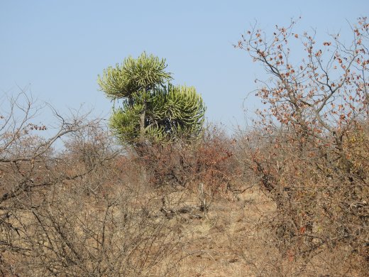 08.30.Succulent Tree