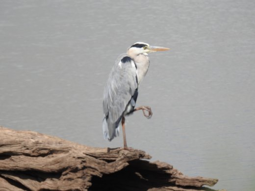 Grey Heron