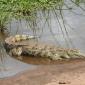 Crocodile