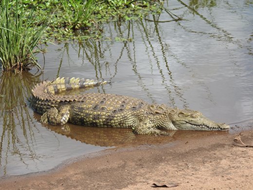 Crocodile