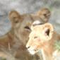 Lion and Cubs