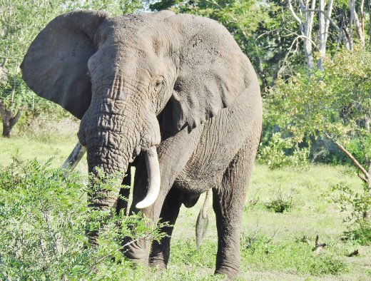 Elephant, Old Tusker