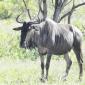 Wildebeest
