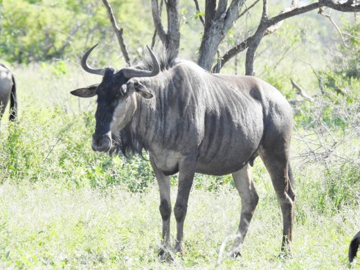 Wildebeest