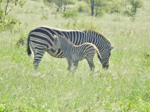 Zebra