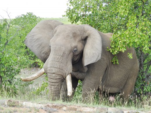 Tusker