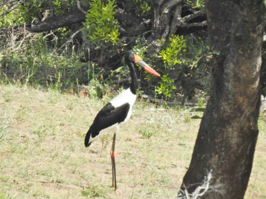 Saddle Back Stork