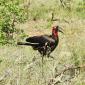Ground Southern Hornbill