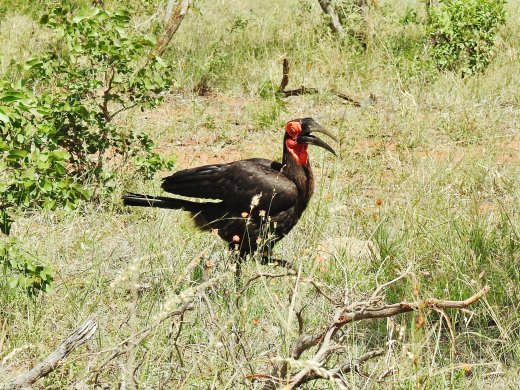 Ground Southern Hornbill