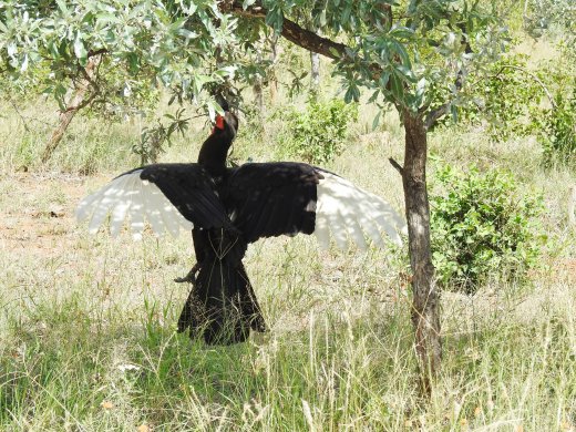 Ground Southern Hornbill