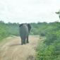 Elephant Road Block
