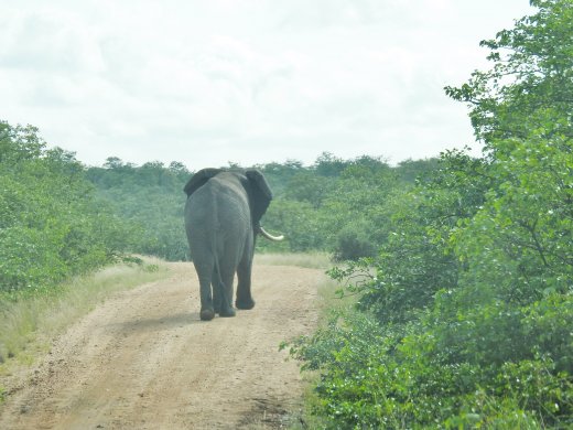 Elephant Road Block