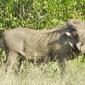 Warthog