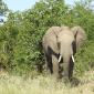 Lone Male Elephant