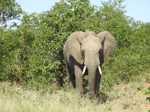 Lone Male Elephant