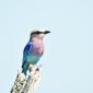 Lilac Breasted Roller
