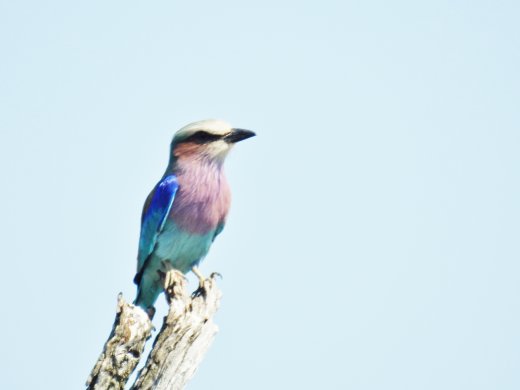 Lilac Breasted Roller