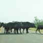 Buffalo Road Block