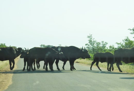 Buffalo Road Block