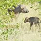 Buffalo & Calf