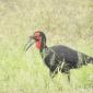 Ground Southern Hornbill
