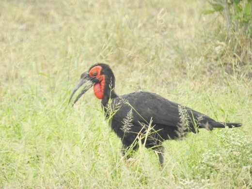 Ground Southern Hornbill