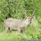 Male Waterbuck