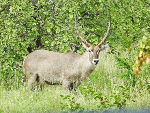 Male Waterbuck