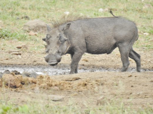 Warthog