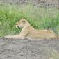 Female Lion
