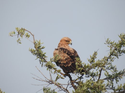 Tawny Eagle