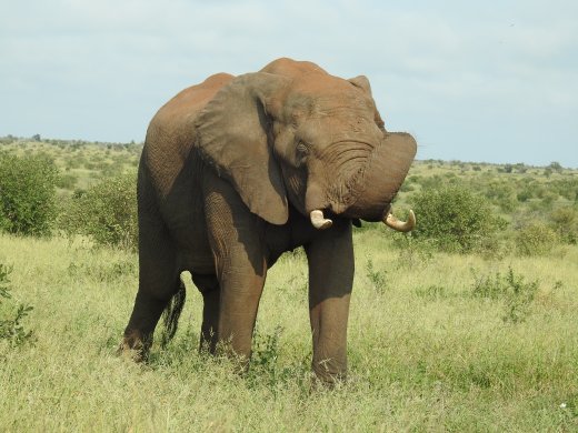 Tusker
