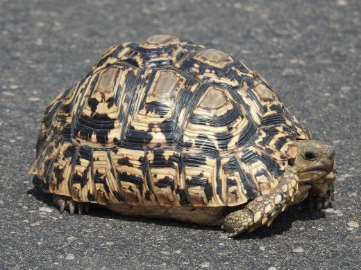 Tortoise