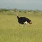 Ostrich