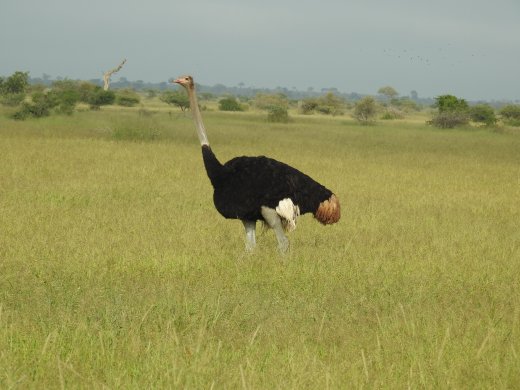 Ostrich