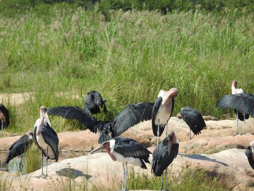 Marabou Storks