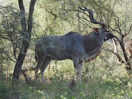 Kudu