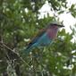 Lilac Breasted Roller