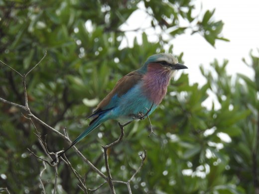 Lilac Breasted Roller
