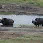 Buffalo at Bergendahl Waterhole