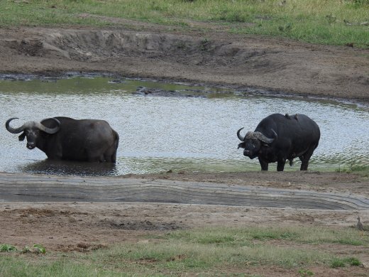 Buffalo at Bergendahl Waterhole