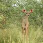 Baby Kudu