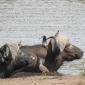 Buffalo at Bergendahl Waterhole
